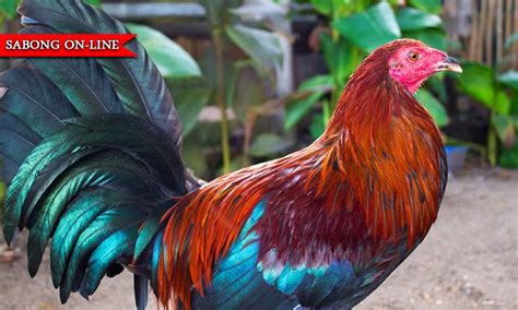 alimbuyugin na manok|Balahibo ng manok na isasabong, dapat naaayon sa buwan.